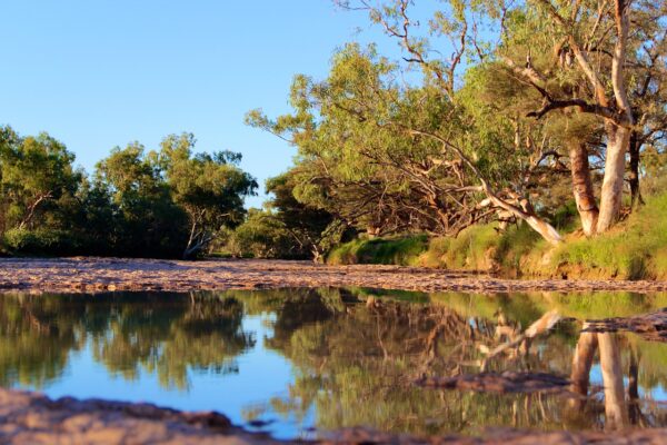 reflection, bush, australia